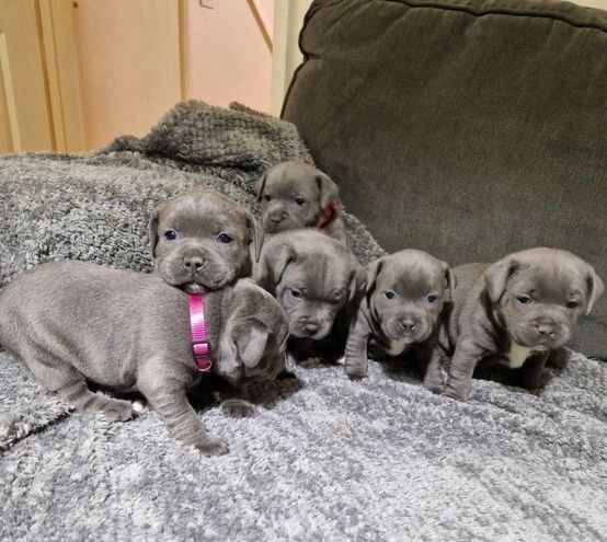 Kc Registerd Blue Staffies for sale in Barnsbury, Islington, Greater London