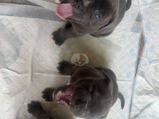 Kc registered blue staff puppies for sale in Castleford, West Yorkshire - Image 1