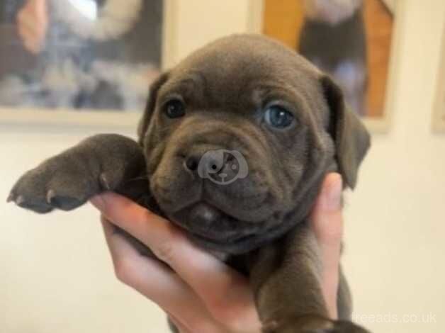 Kc registered blue staff puppies for sale in Castleford, West Yorkshire - Image 2