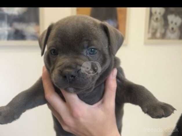 Kc registered blue staff puppies for sale in Castleford, West Yorkshire - Image 3