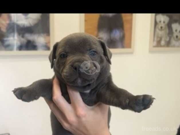 Kc registered blue staff puppies for sale in Castleford, West Yorkshire - Image 4