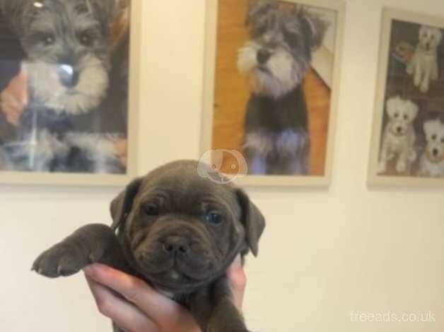 Kc registered blue staff puppies for sale in Castleford, West Yorkshire - Image 5