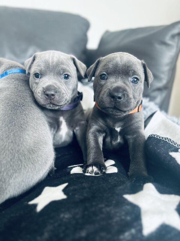 KC Registered Blue Staffie Puppies for sale in Canonbury, Islington, Greater London