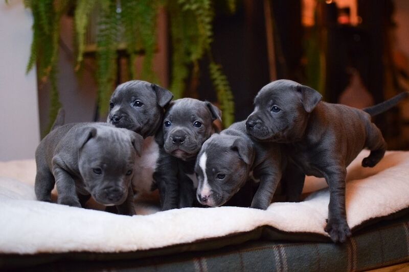 Kc Registered Blue Staffie Puppies for sale in Manchester, Greater Manchester - Image 1