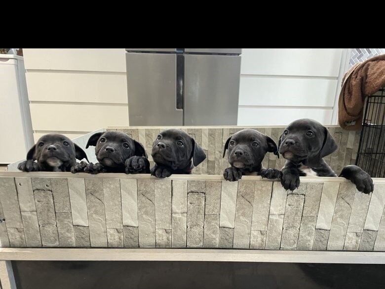 Staffordshire Bull Terriers for sale in Manchester, Greater Manchester