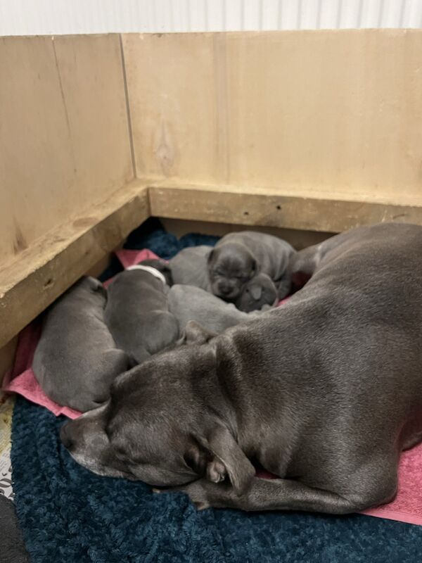 Staffie Puppies for sale