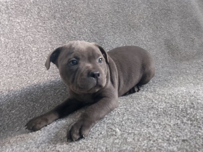 KC REGISTERED BLUE STAFFORDSHIRE BULL TERRIER PUPPIES for sale in Cannock, Staffordshire - Image 2