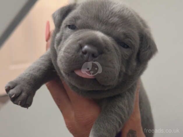 Kc registered blue staffy puppies for sale in Burton upon Trent, Staffordshire