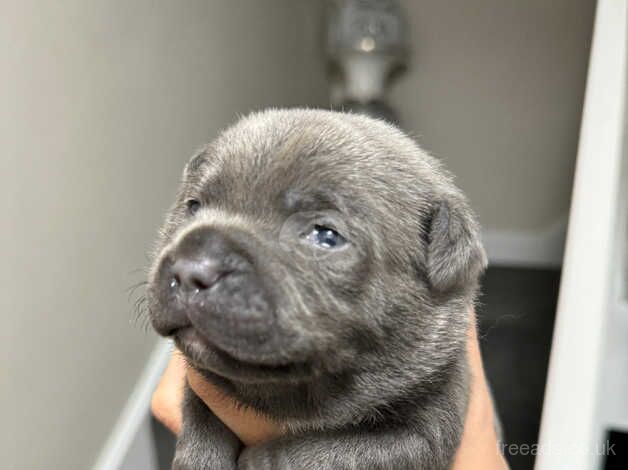 Kc registered blue staffy puppies for sale in Burton upon Trent, Staffordshire - Image 3