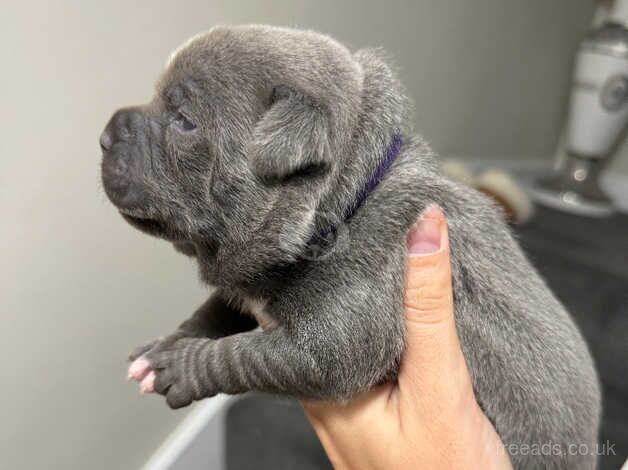 Kc registered blue staffy puppies for sale in Burton upon Trent, Staffordshire - Image 4