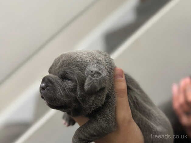 Kc registered blue staffy puppies for sale in Burton upon Trent, Staffordshire - Image 5