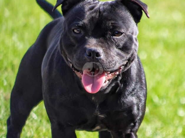 Kc registered fully health tested sbt female puppy 7months for sale in Mirfield, West Yorkshire - Image 1