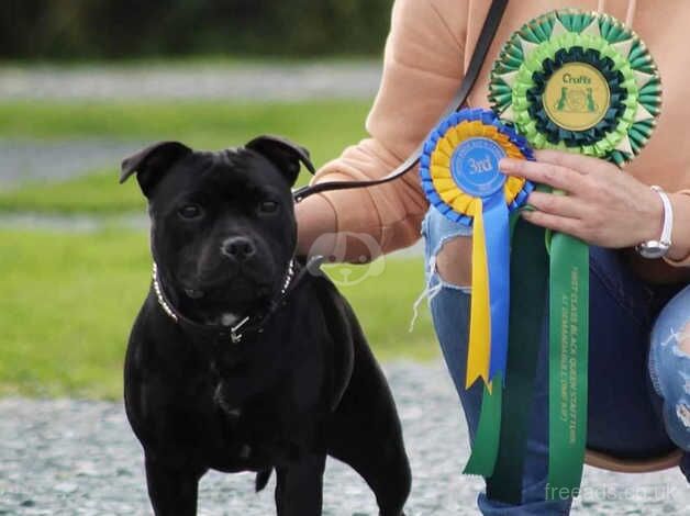 Kc registered fully health tested sbt female puppy 7months for sale in Mirfield, West Yorkshire - Image 3