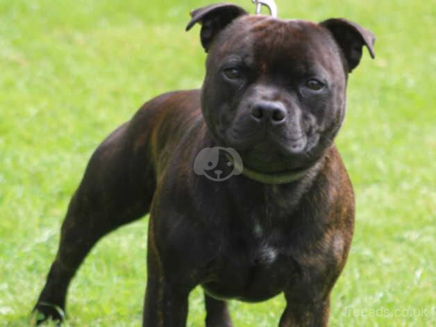 Staffie Puppies for sale