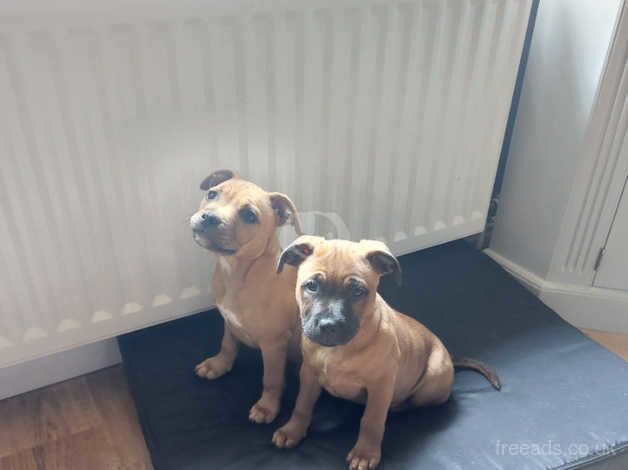 Kc registered red Staffordshire bull terrier for sale in Beragh, Omagh