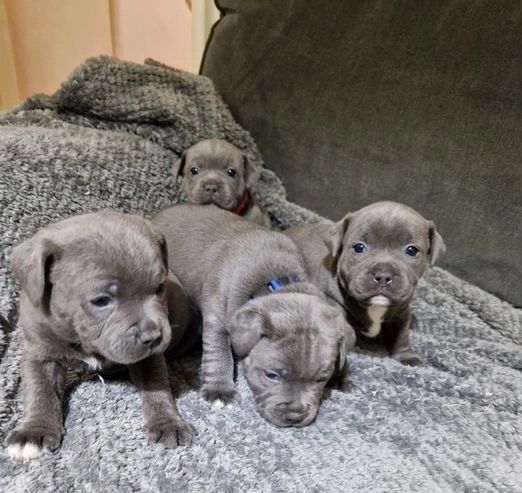KC Registered Staffie Puppies for sale in Glasgow City
