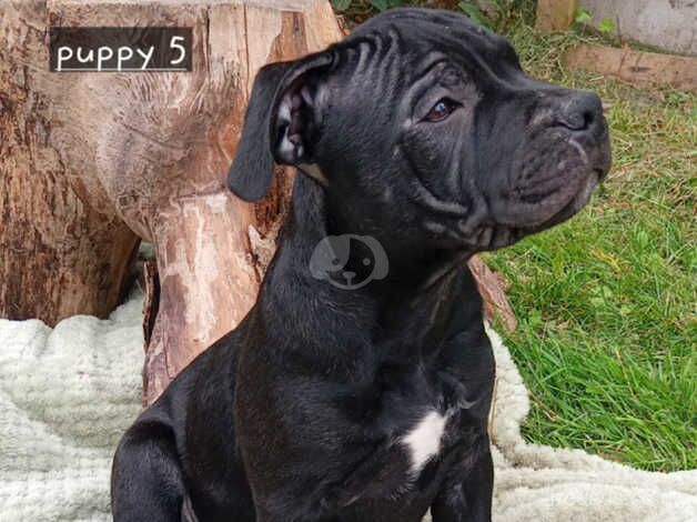 Kc registered Staffordshire bull terrier for sale in Lampeter Velfrey, Pembrokeshire