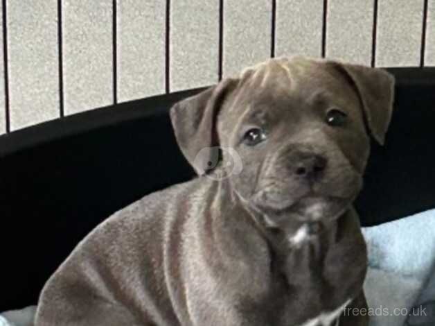 Kc Staffordshire bull terrier pups for sale in Plymouth, Devon - Image 1