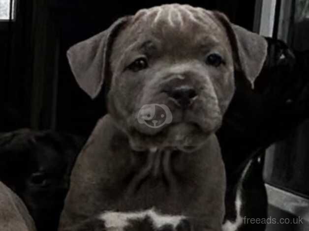 Kc Staffordshire bull terrier pups for sale in Plymouth, Devon - Image 2