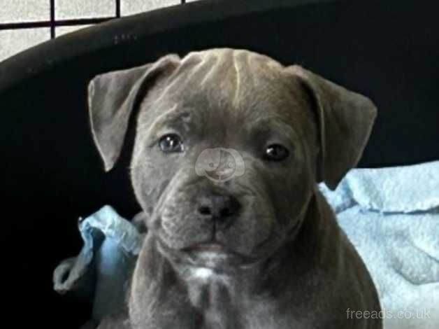 Kc Staffordshire bull terrier pups for sale in Plymouth, Devon - Image 3