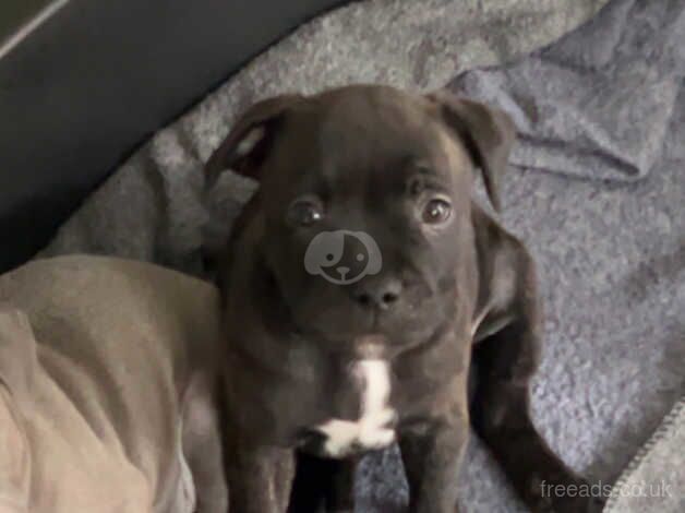 Kc Staffordshire bull terrier pups for sale in Plymouth, Devon - Image 4