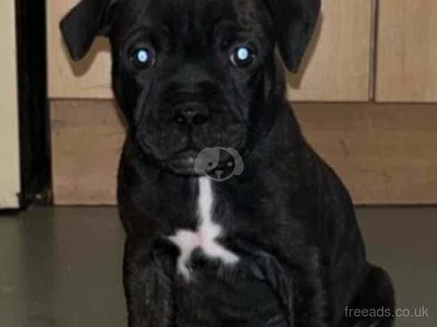 Kc Staffordshire bull terrier pups for sale in Plymouth, Devon - Image 5