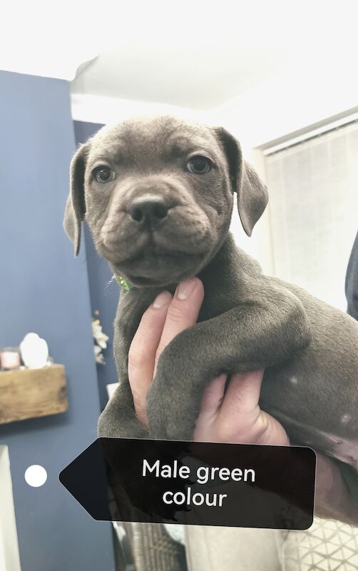 3 Male blue KC SBT pups *REDUCED & 2nd INJ* for sale in Ryton, Tyne and Wear - Image 4