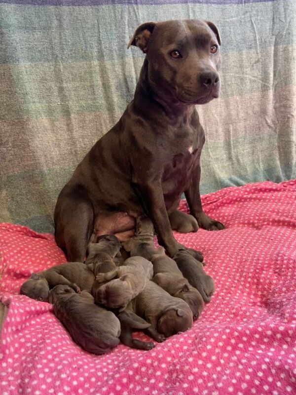 Kennel Club Staffy Puppies (Staffordshire Bull Terrier) for sale in Hillsborough, Lisburn - Image 1