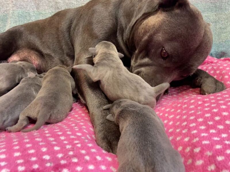 Kennel Club Staffy Puppies (Staffordshire Bull Terrier) for sale in Hillsborough, Lisburn - Image 2