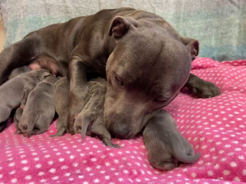 Kennel Club Staffy Puppies (Staffordshire Bull Terrier) for sale in Hillsborough, Lisburn - Image 3