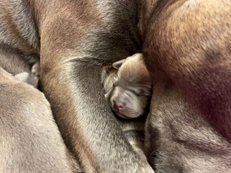 Kennel Club Staffy Puppies (Staffordshire Bull Terrier) for sale in Hillsborough, Lisburn - Image 4