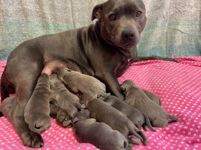 Kennel Club Staffy Puppies (Staffordshire Bull Terrier) for sale in Hillsborough, Lisburn - Image 5