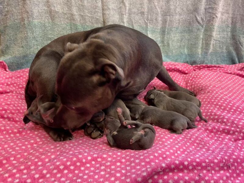 Kennel Club Staffy Puppies (Staffordshire Bull Terrier) for sale in Hillsborough, Lisburn - Image 7