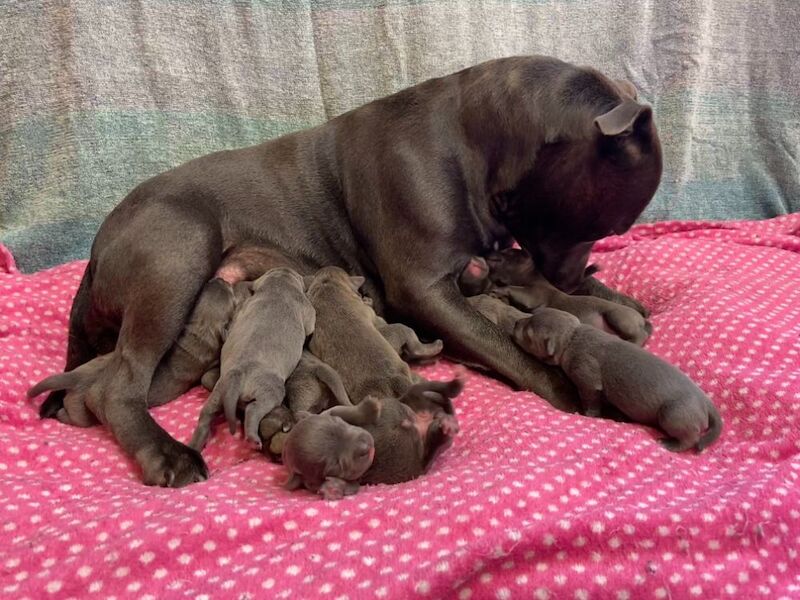 Kennel Club Staffy Puppies (Staffordshire Bull Terrier) for sale in Hillsborough, Lisburn - Image 9