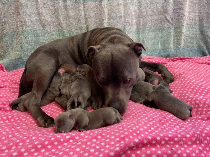 Kennel Club Staffy Puppies (Staffordshire Bull Terrier) for sale in Hillsborough, Lisburn - Image 10