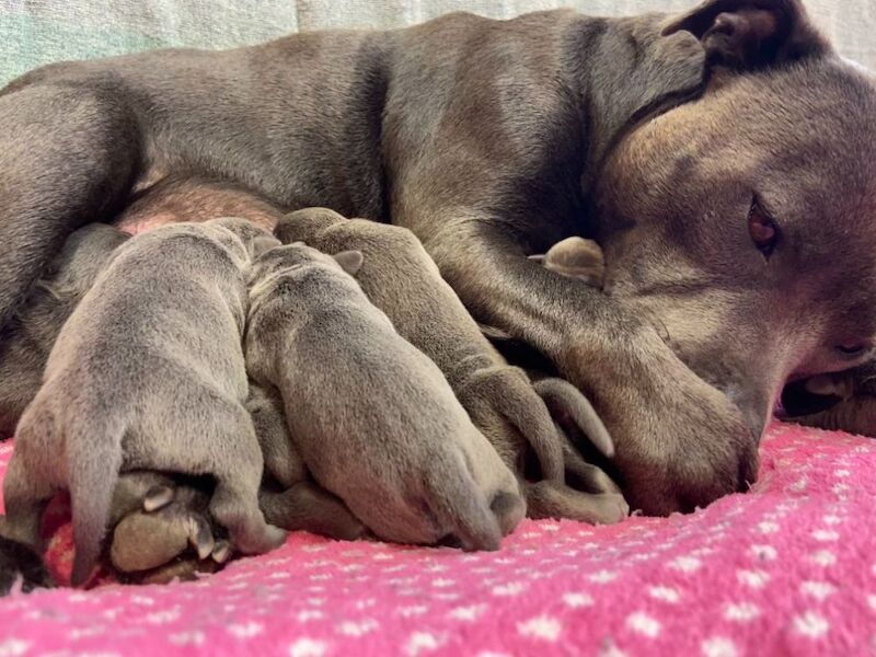 Kennel Club Staffy Puppies (Staffordshire Bull Terrier) for sale in Hillsborough, Lisburn - Image 11