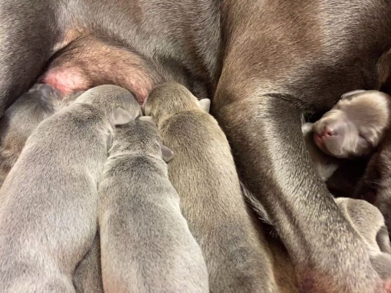 Kennel Club Staffy Puppies (Staffordshire Bull Terrier) for sale in Hillsborough, Lisburn - Image 12