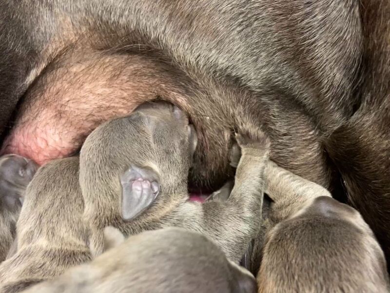 Kennel Club Staffy Puppies (Staffordshire Bull Terrier) for sale in Hillsborough, Lisburn - Image 13