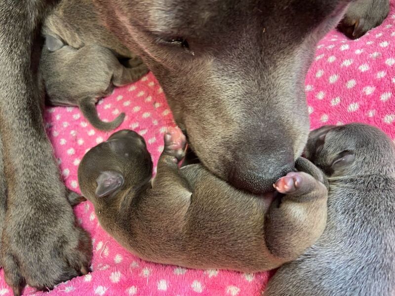 Kennel Club Staffy Puppies (Staffordshire Bull Terrier) for sale in Hillsborough, Lisburn - Image 14