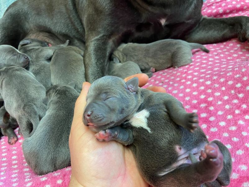 Kennel Club Staffy Puppies (Staffordshire Bull Terrier) for sale in Hillsborough, Lisburn - Image 15