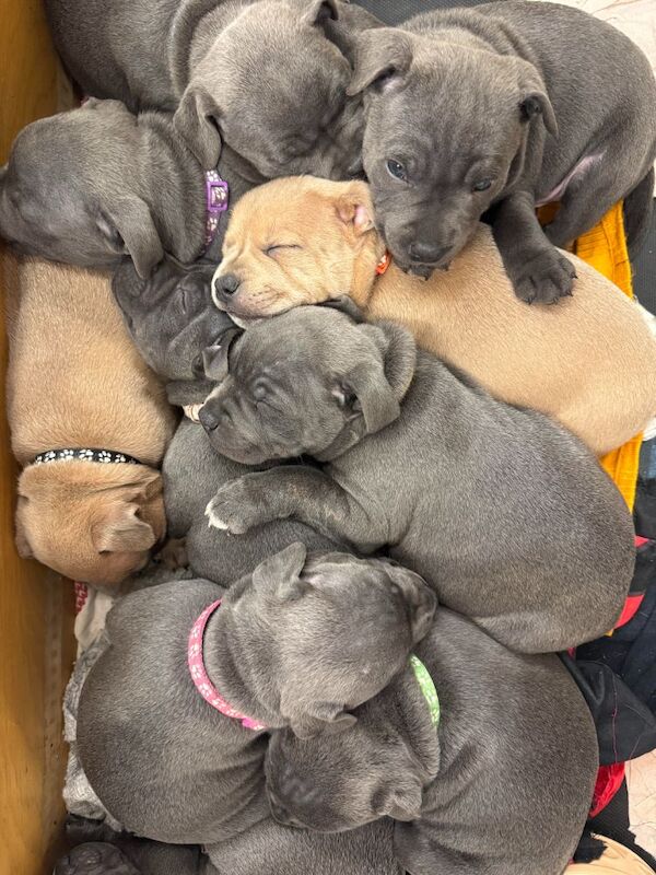 Blue / Fawn K.C. Registered Puppies for sale in Hillsborough, County Down