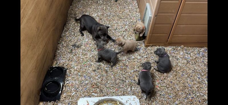 Blue / Fawn K.C. Registered Puppies for sale in Hillsborough, County Down - Image 2