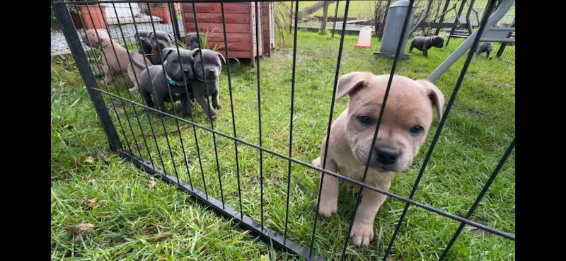 Blue / Fawn K.C. Registered Puppies for sale in Hillsborough, County Down - Image 3