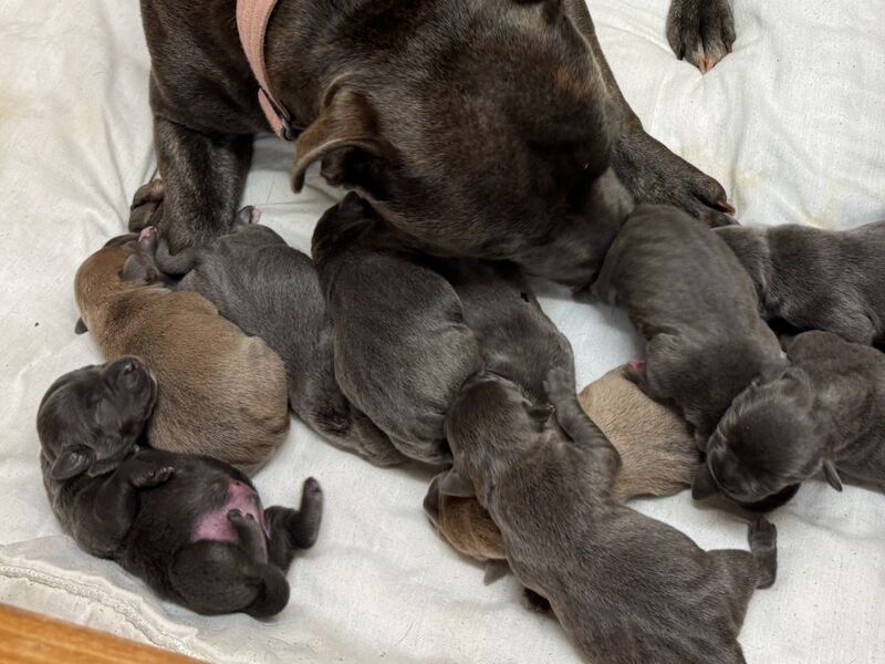 Blue / Fawn K.C. Registered Puppies for sale in Hillsborough, County Down - Image 5