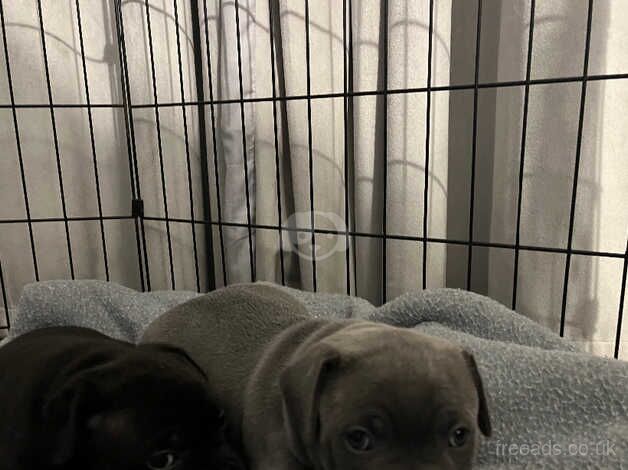 Staffie Puppies for sale in Cardiff