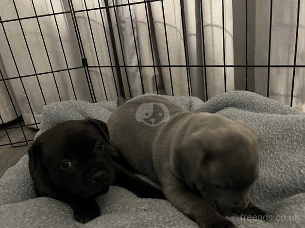 Staffie Puppies for sale