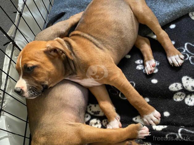 Last staffy pup ready to leave for sale in Edinburgh, City of Edinburgh