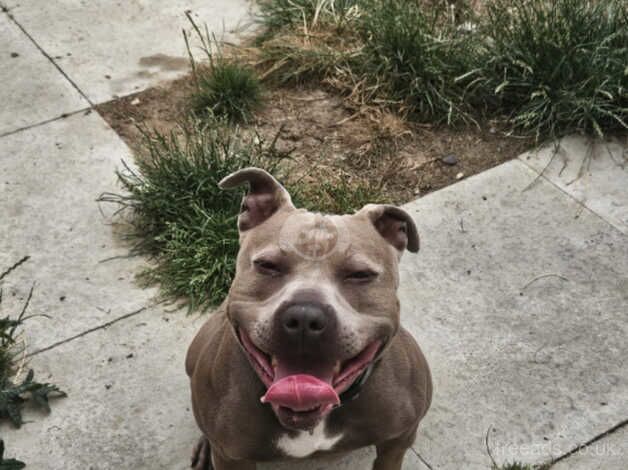 Lilac and White Female Staffy Looking For A New Home for sale in Leiston, Suffolk