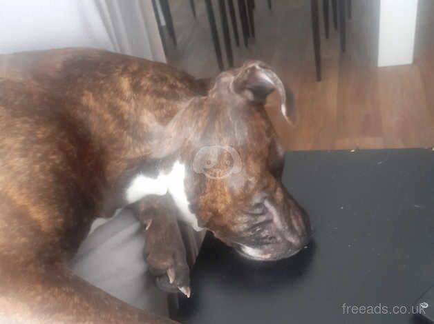 Long leg staffy for perfect home for sale in Bexley, Bexley, Greater London - Image 2