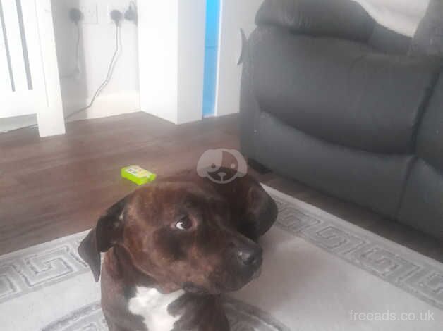 Long leg staffy for perfect home for sale in Bexley, Bexley, Greater London - Image 3